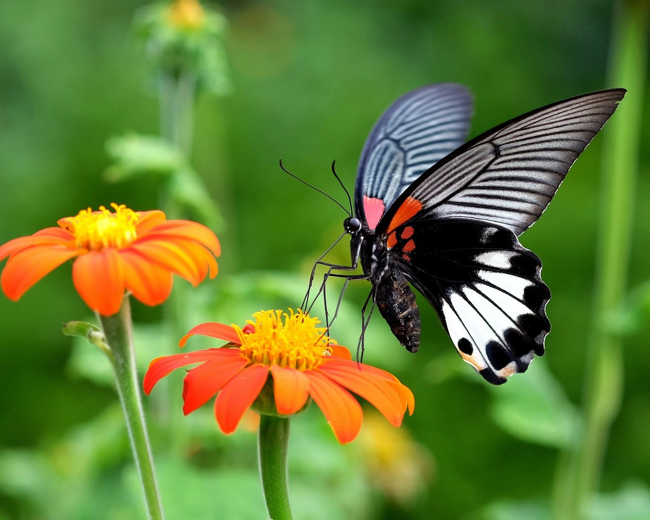 Обои цветы, бабочка, насекомые, flowers, butterfly, insects разрешение 2048x1365 Загрузить