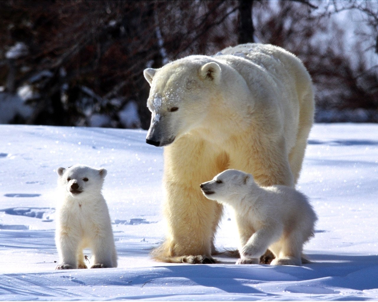 Обои полярный медведь, медведь, семья, медведи, белый медведь, медвежата, polar bear, bear, family, bears разрешение 1920x1200 Загрузить