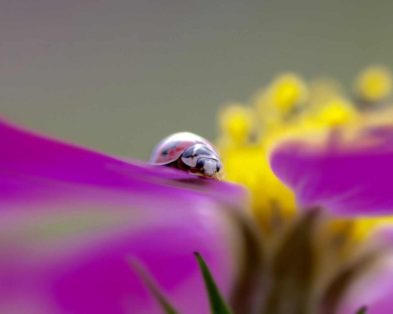 Обои насекомое, цветок, божья коровка, insect, flower, ladybug разрешение 2048x1365 Загрузить