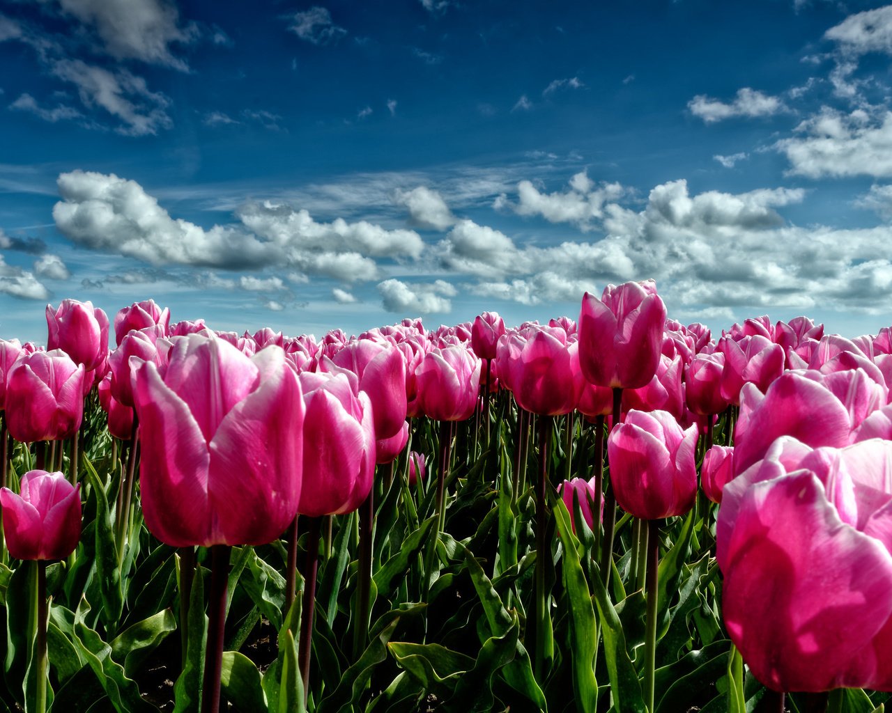 Обои небо, цветы, облака, поле, луг, весна, тюльпаны, розовые, the sky, flowers, clouds, field, meadow, spring, tulips, pink разрешение 2048x1365 Загрузить