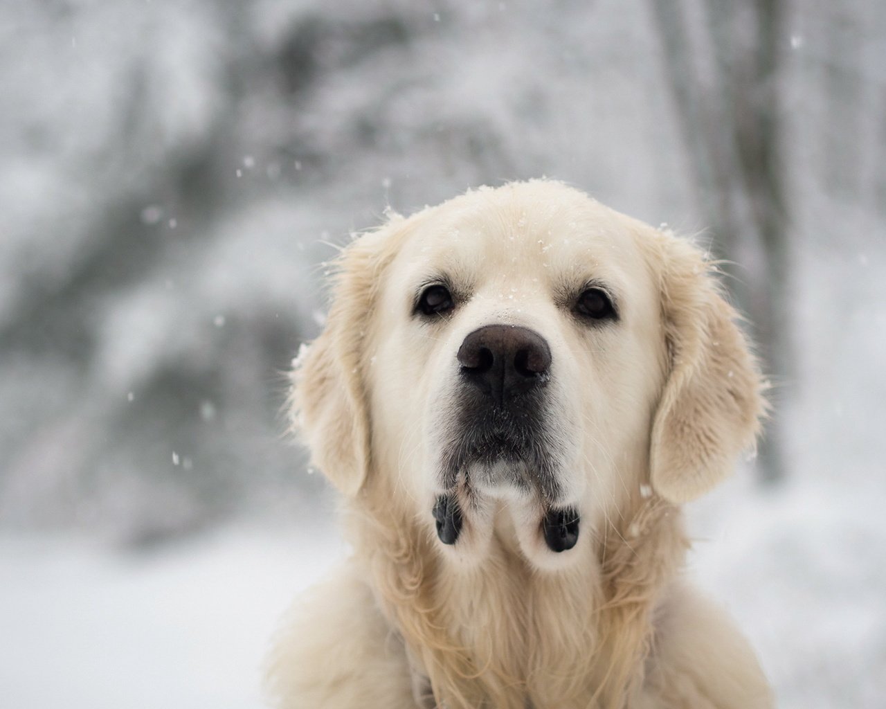 Обои снег, взгляд, собака, лабрадор, золотистый ретривер, snow, look, dog, labrador, golden retriever разрешение 1920x1200 Загрузить