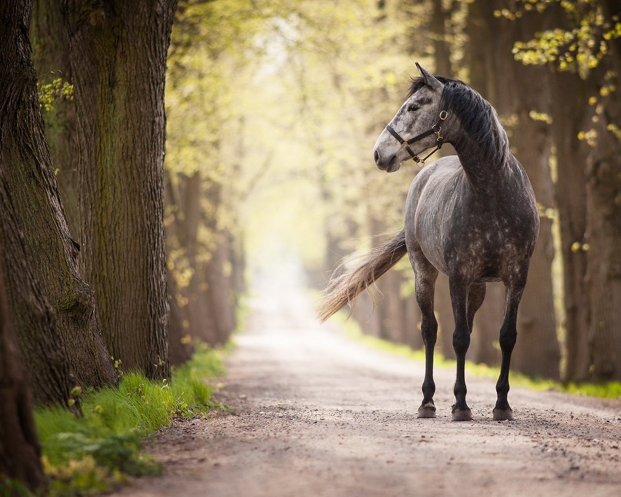 Обои дорога, лошадь, деревья, стволы, конь, аллея, road, horse, trees, trunks, alley разрешение 1920x1200 Загрузить