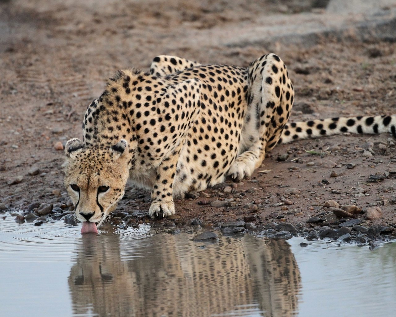 Обои камни, водоем, хищник, гепард, водопой, stones, pond, predator, cheetah, drink разрешение 3438x2056 Загрузить