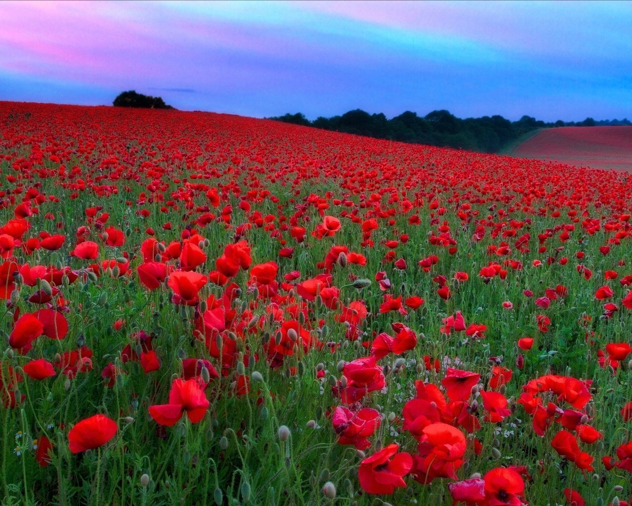Обои небо, цветы, холмы, поле, красные, маки, луг, the sky, flowers, hills, field, red, maki, meadow разрешение 2048x1365 Загрузить