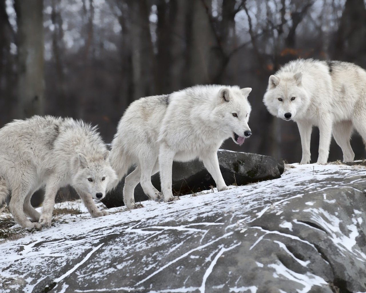 Обои природа, лес, зима, белые, волки, волки.стая, nature, forest, winter, white, wolves, wolves.pack разрешение 1920x1200 Загрузить