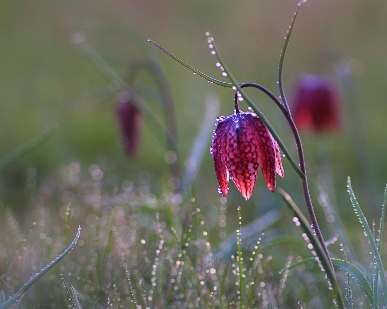 Обои трава, цветок, капли, рябчик шахматный, grass, flower, drops, grouse chess разрешение 2560x1703 Загрузить