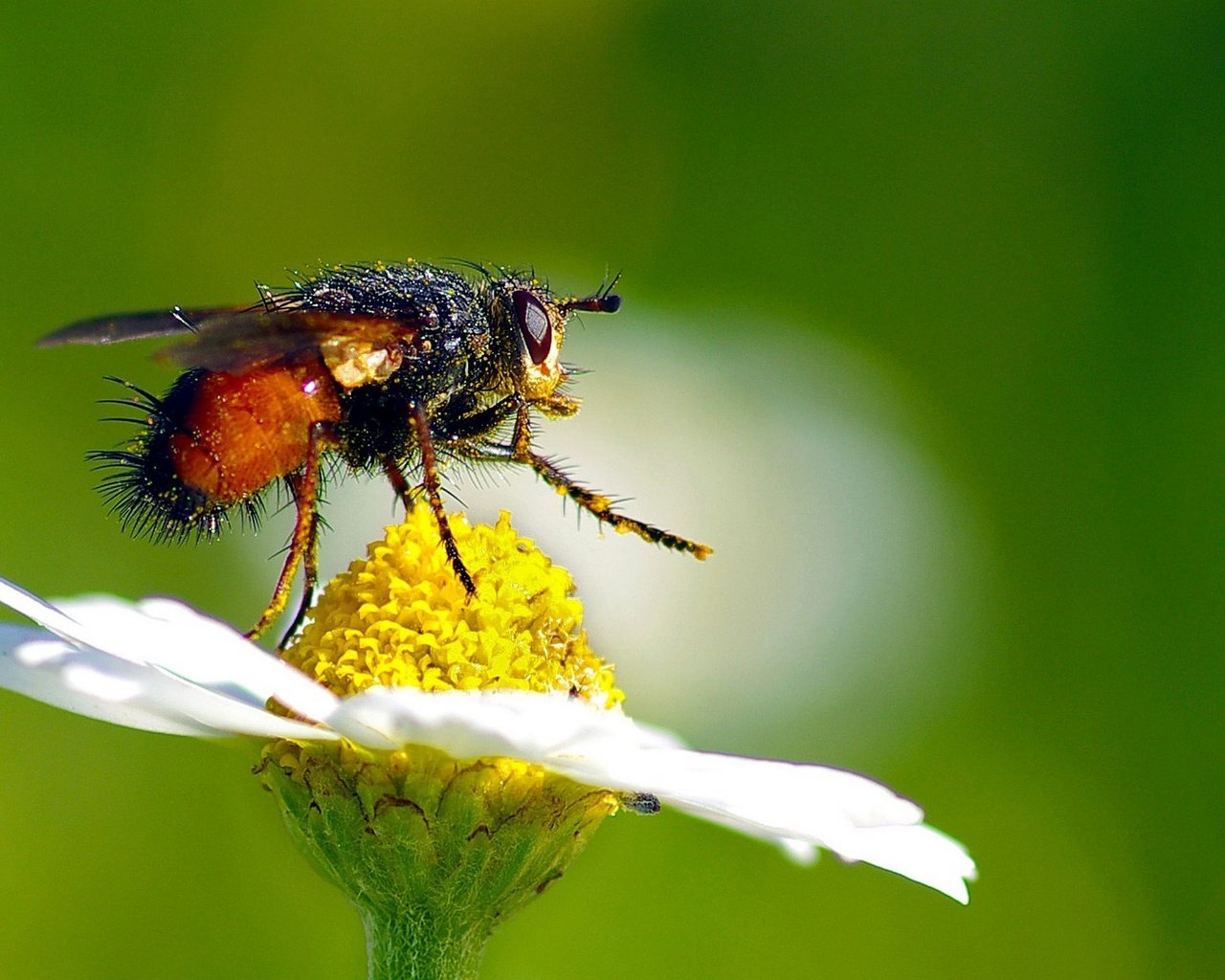 Обои макро, насекомое, цветок, ромашка, пыльца, муха, опыление, летают, ziva & amir, macro, insect, flower, daisy, pollen, fly, pollination разрешение 1920x1273 Загрузить