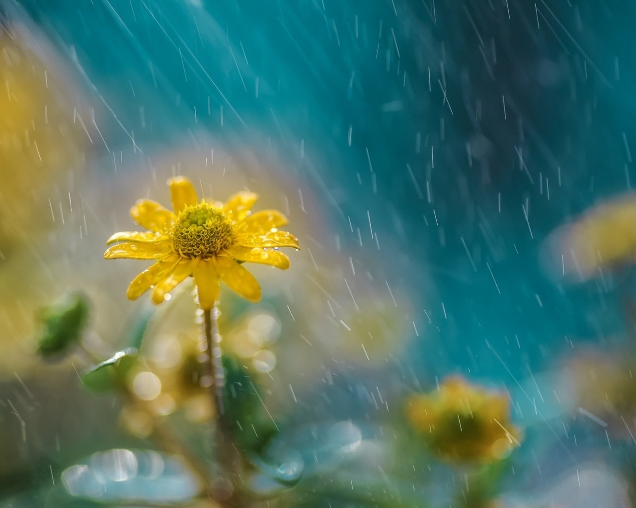 Обои цветы, природа, дождь, желтые, flowers, nature, rain, yellow разрешение 1928x1285 Загрузить
