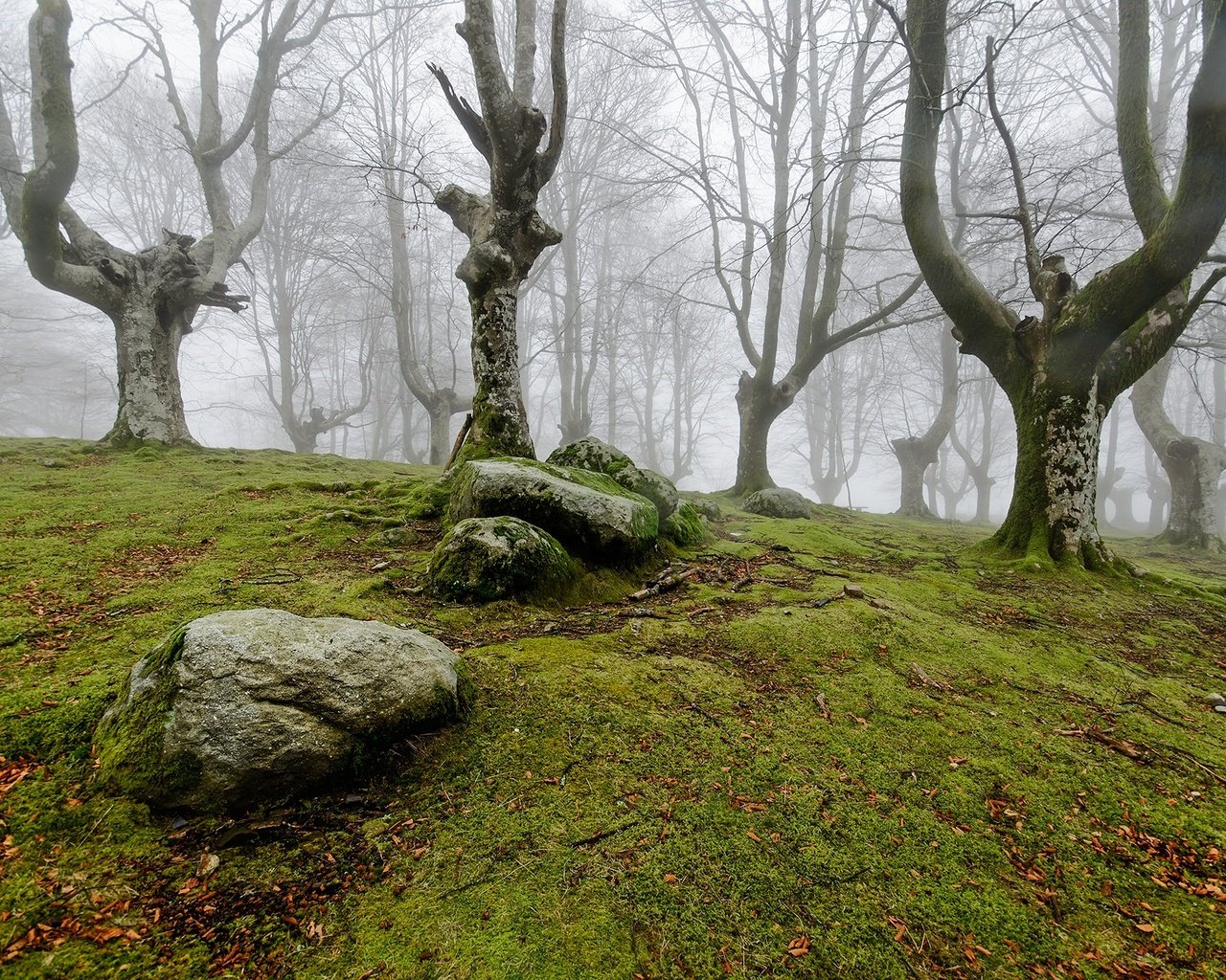 Обои деревья, природа, камни, лес, туман, мох, trees, nature, stones, forest, fog, moss разрешение 2000x1325 Загрузить