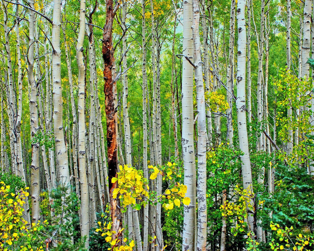 Обои деревья, лес, листья, стволы, осень, роща, осина,     дерево, trees, forest, leaves, trunks, autumn, grove, aspen, tree разрешение 2048x1371 Загрузить