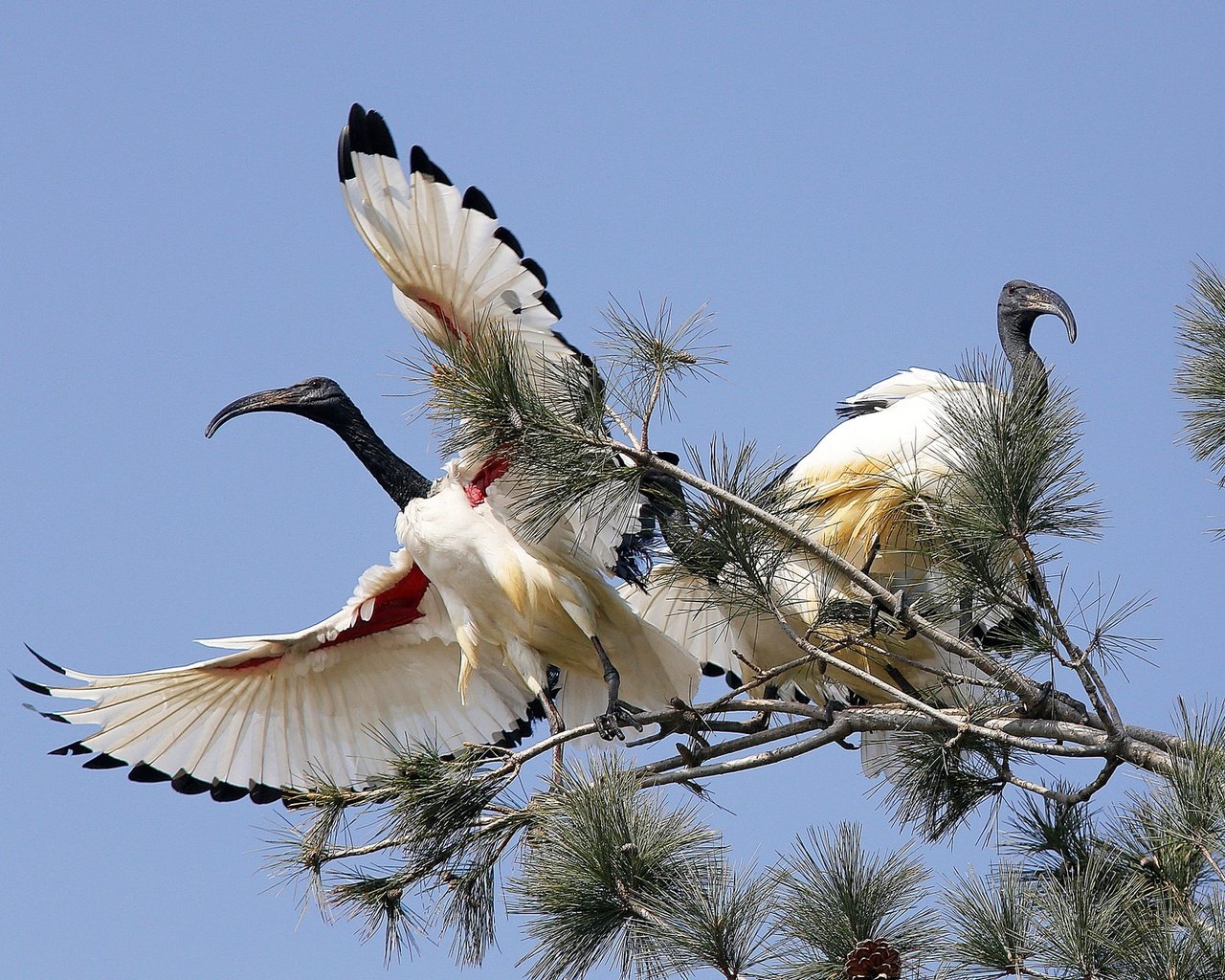 Обои небо, дерево, крылья, птицы, клюв, ибисы, ибис, колпицы, the sky, tree, wings, birds, beak, ibis, spoonbills разрешение 2000x1330 Загрузить