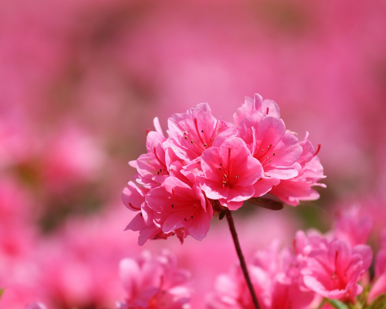 Обои цветы, макро, лепестки, розовые, азалия, flowers, macro, petals, pink, azalea разрешение 2048x1385 Загрузить