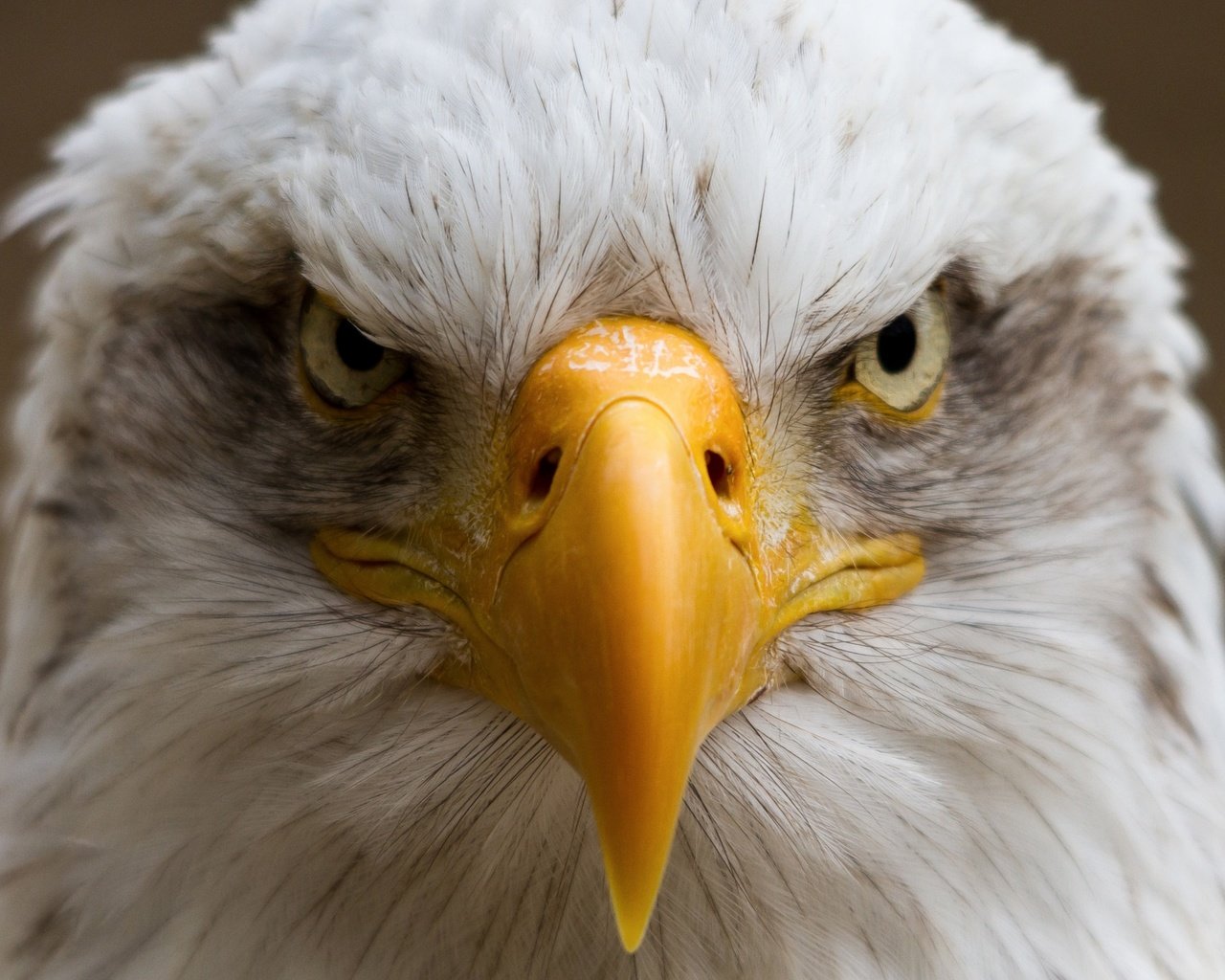 Обои портрет, птица, клюв, белоголовый орлан, portrait, bird, beak, bald eagle разрешение 2048x1441 Загрузить