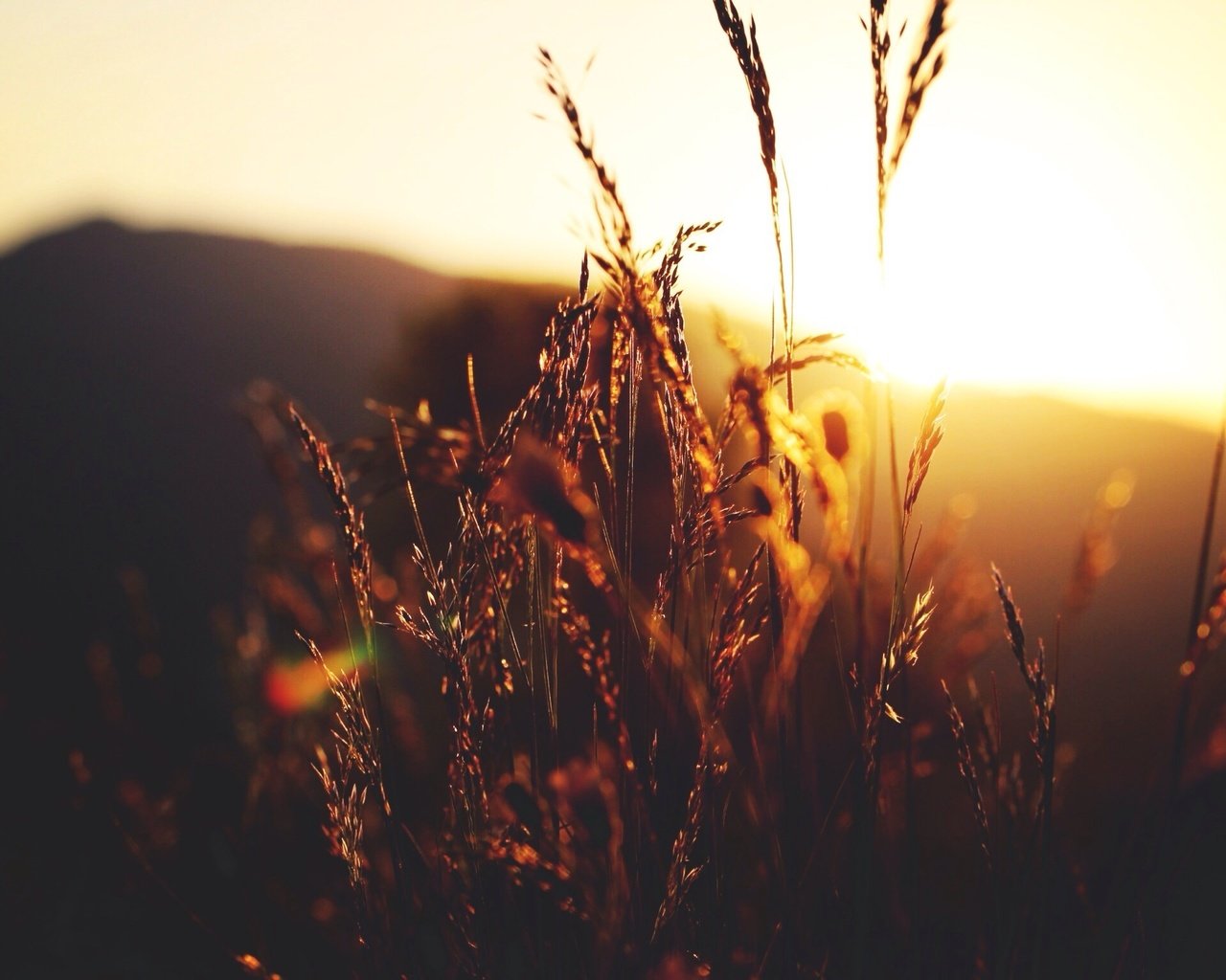 Обои трава, солнце, природа, растения, закат, макро, колоски, grass, the sun, nature, plants, sunset, macro, spikelets разрешение 2304x1536 Загрузить