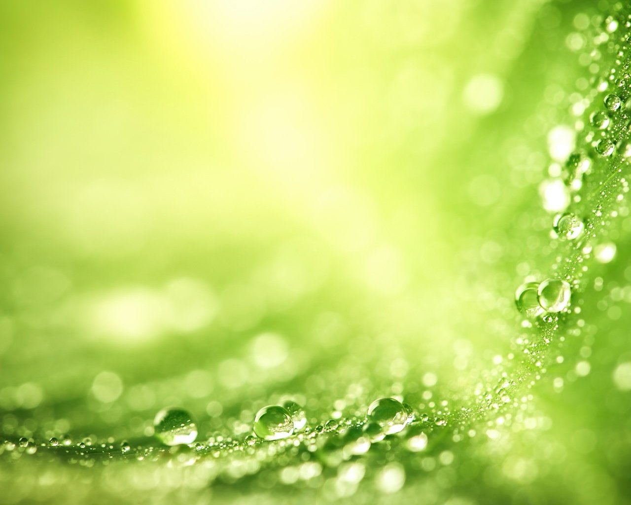 Обои зелёный, макро, капли, воды, лист, green, macro, drops, water, sheet разрешение 2048x1365 Загрузить