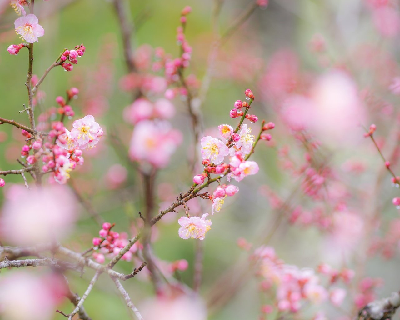 Обои цветы, ветки, сад, весна, flowers, branches, garden, spring разрешение 2048x1404 Загрузить