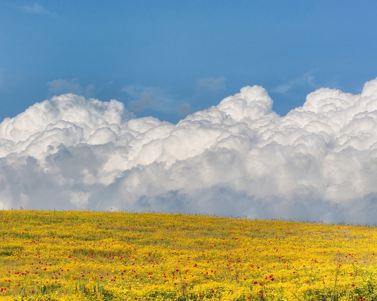 Обои небо, цветы, облака, поле, the sky, flowers, clouds, field разрешение 3000x2000 Загрузить