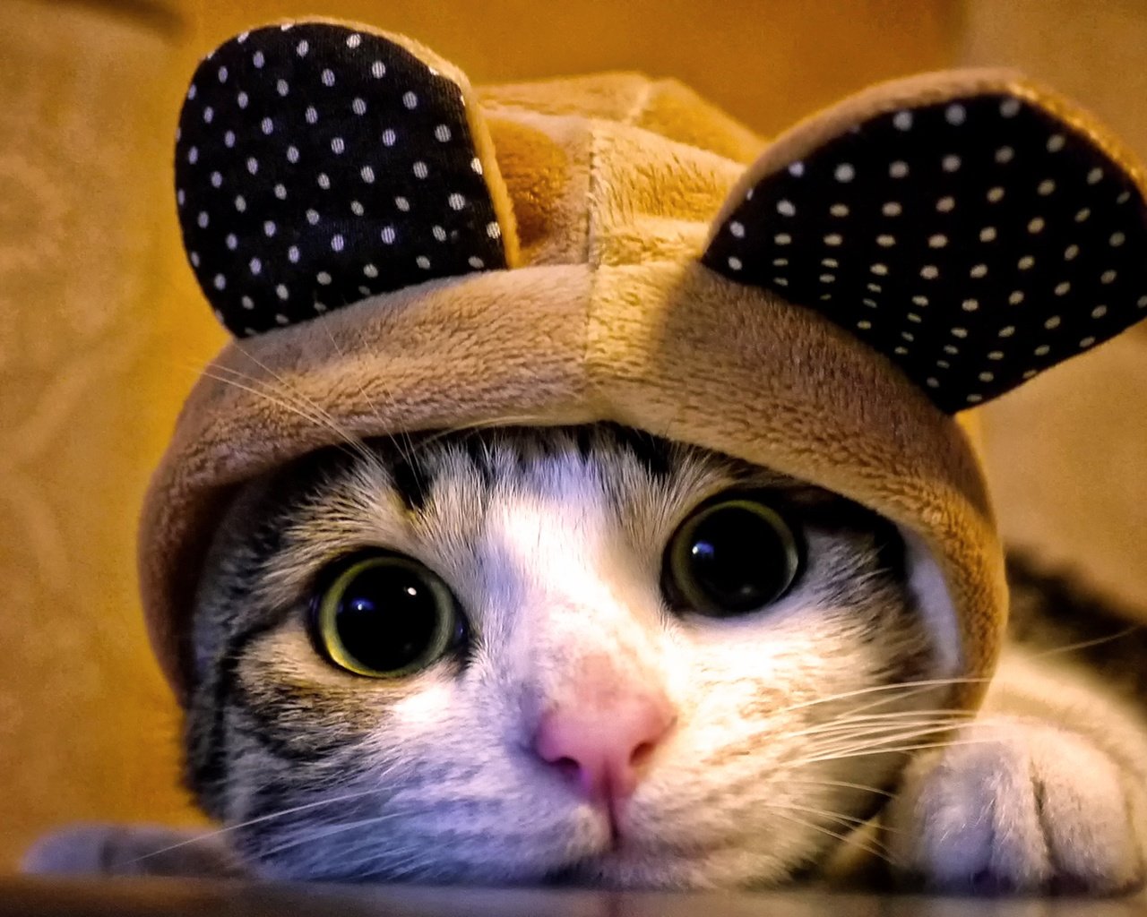 Обои кот, кошка, взгляд, уши, капюшон, cat, look, ears, hood разрешение 2560x1440 Загрузить