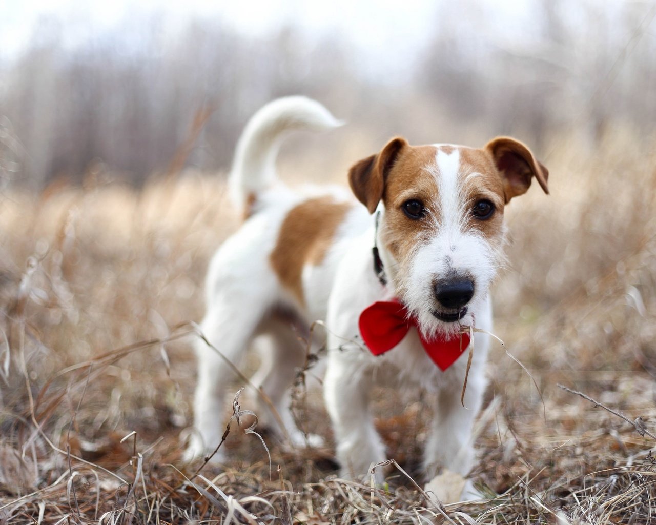 Обои природа, взгляд, собака, джек-рассел-терьер, nature, look, dog, jack russell terrier разрешение 2048x1365 Загрузить