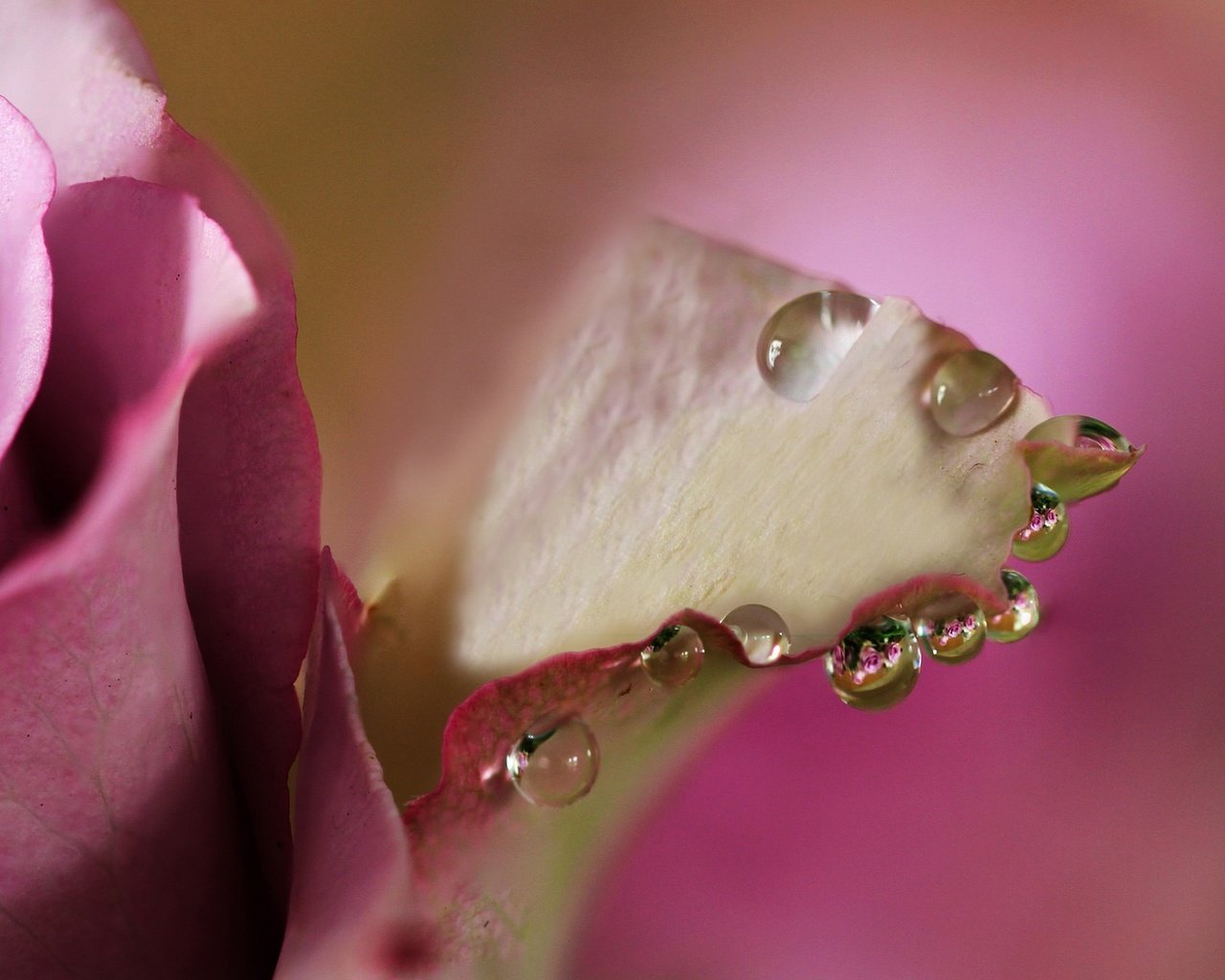 Обои макро, цветок, капли, роза, лепестки, бутон, розовый, цветком, macro, flower, drops, rose, petals, bud, pink разрешение 1988x1200 Загрузить