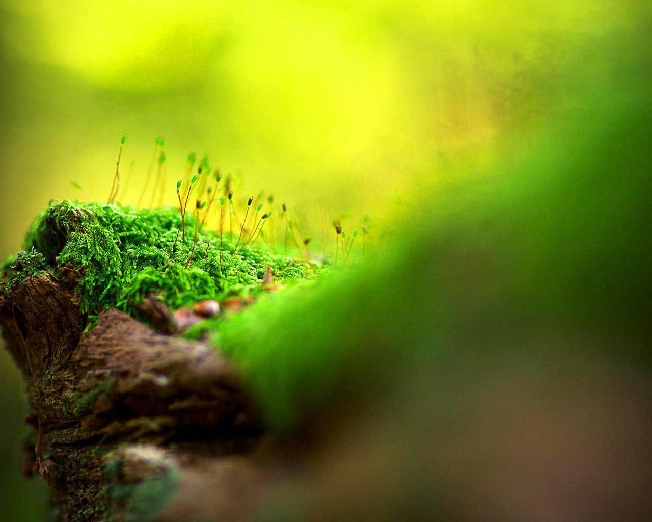 Обои свет, трава, природа, размытость, тень, мох, поверхность, light, grass, nature, blur, shadow, moss, surface разрешение 1920x1280 Загрузить