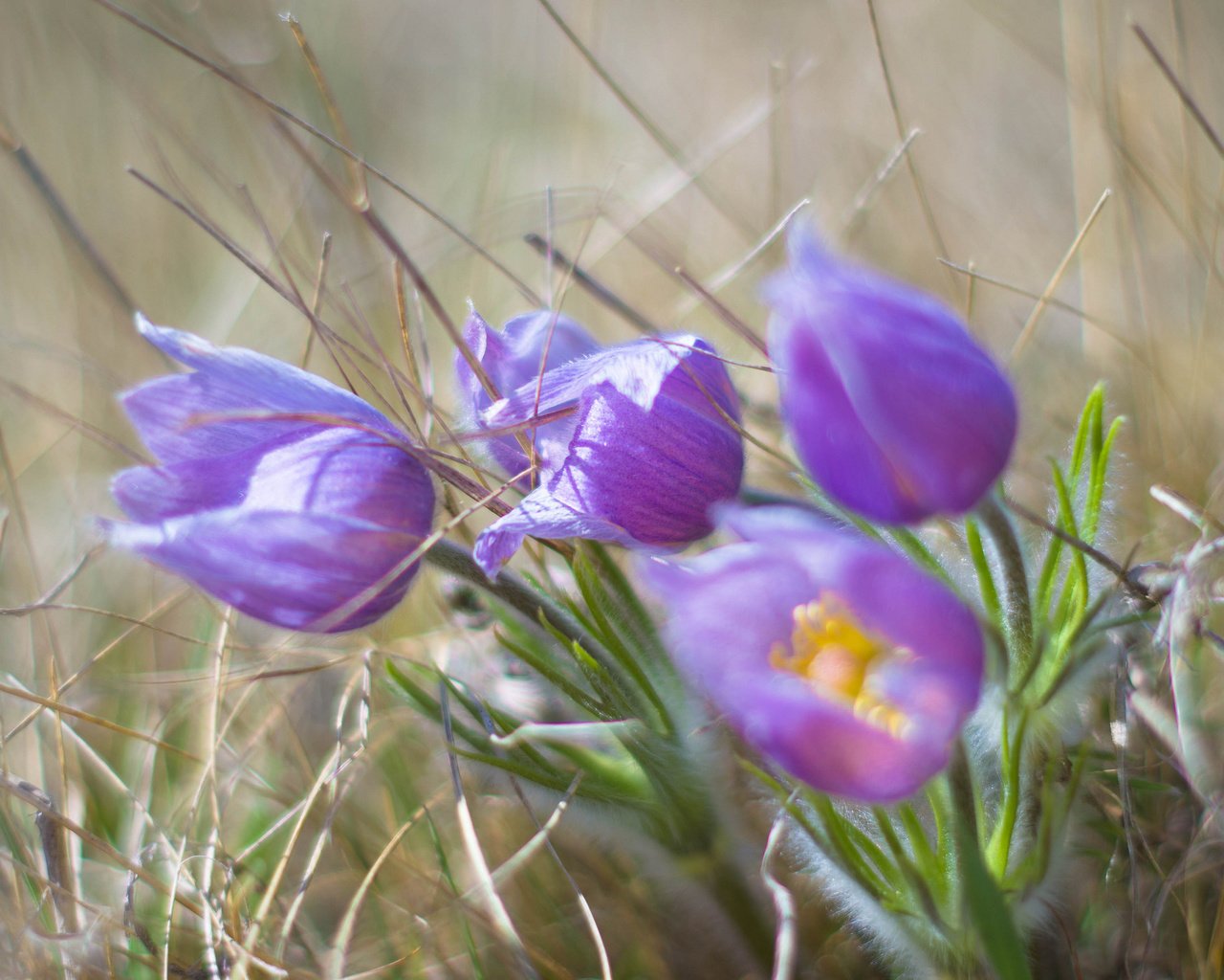 Обои цветы, цветком, ветреница, сон-трава, прострел, flowers, flower, anemone, sleep-grass, cross разрешение 2048x1510 Загрузить