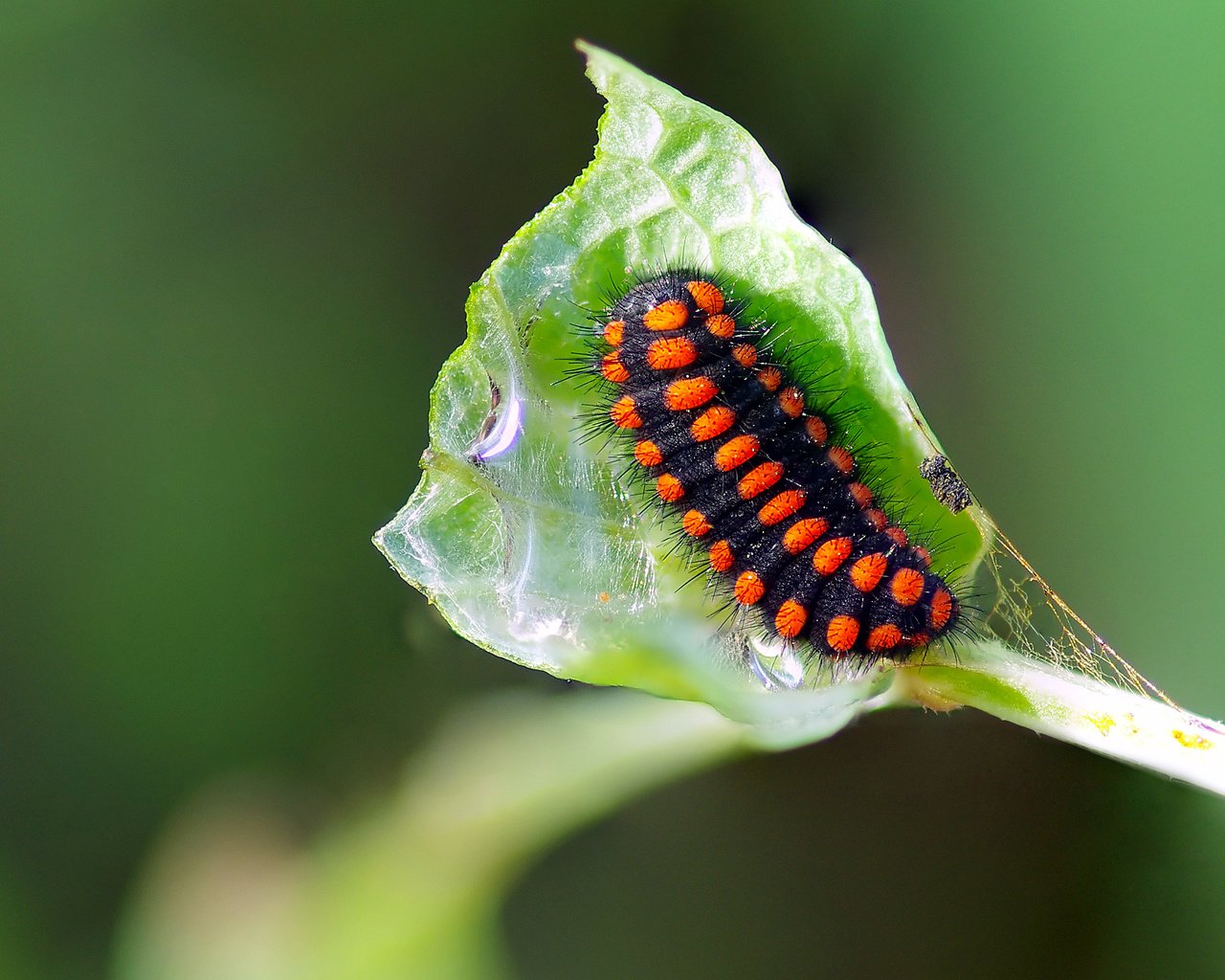 Обои макро, насекомое, лист, растение, гусеница, ziva & amir, macro, insect, sheet, plant, caterpillar разрешение 3393x2224 Загрузить