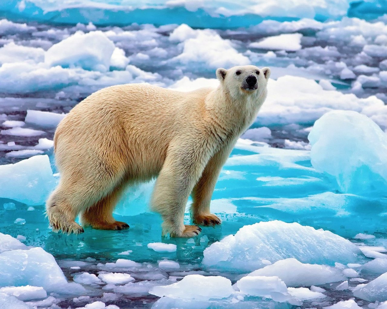 Обои медведь, лёд, белый, арктика, полярный, bear, ice, white, arctic, polar разрешение 1920x1200 Загрузить