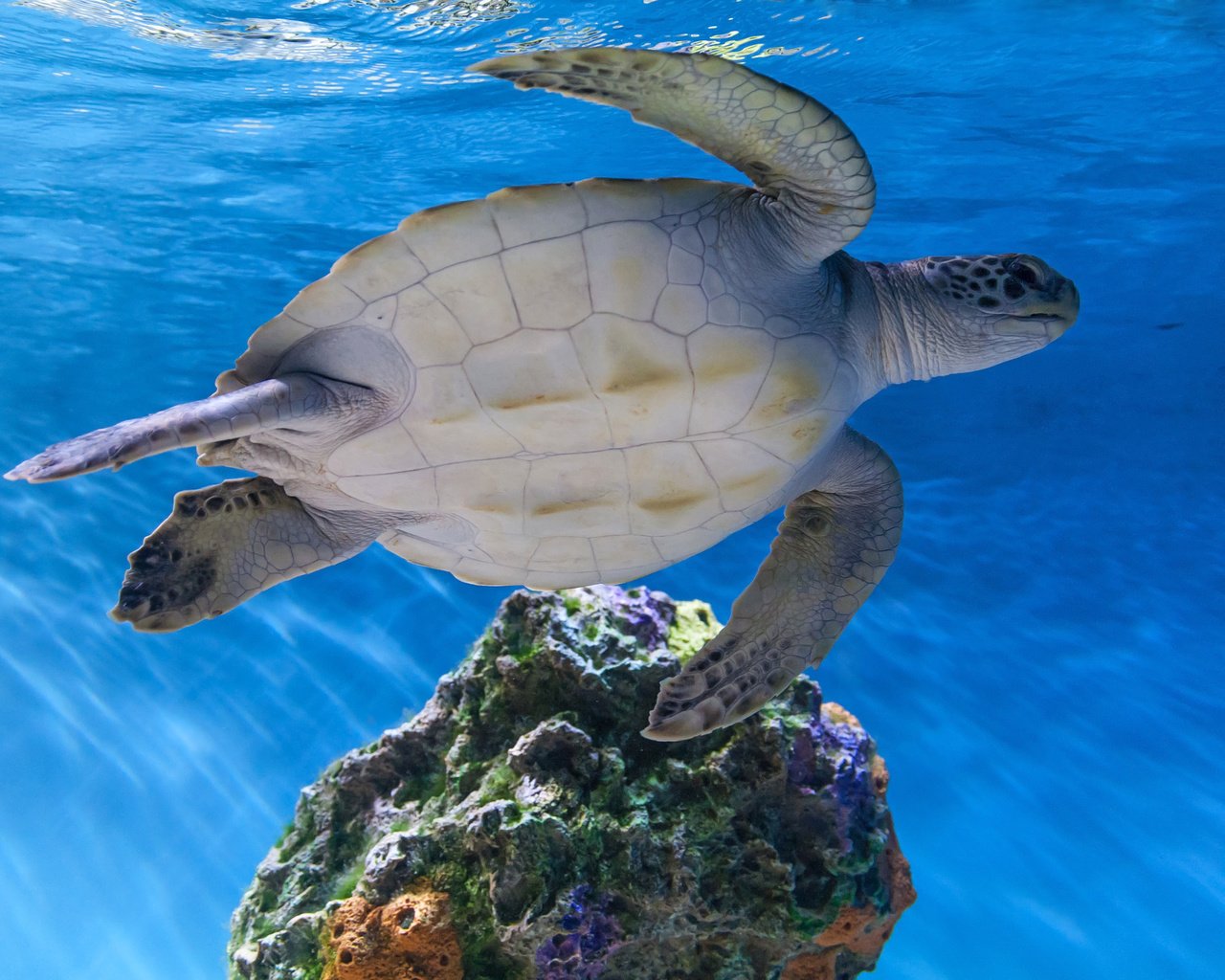 Обои вода, море, черепаха, океан, подводный мир, морская черепаха, water, sea, turtle, the ocean, underwater world, sea turtle разрешение 2880x1920 Загрузить