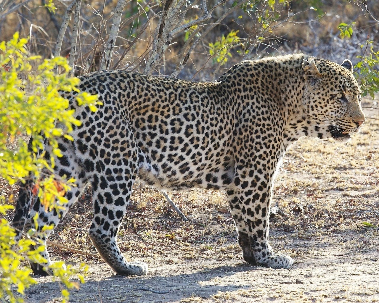 Обои леопард, африка, кустарник, дикая кошка, leopard, africa, shrub, wild cat разрешение 2048x1152 Загрузить