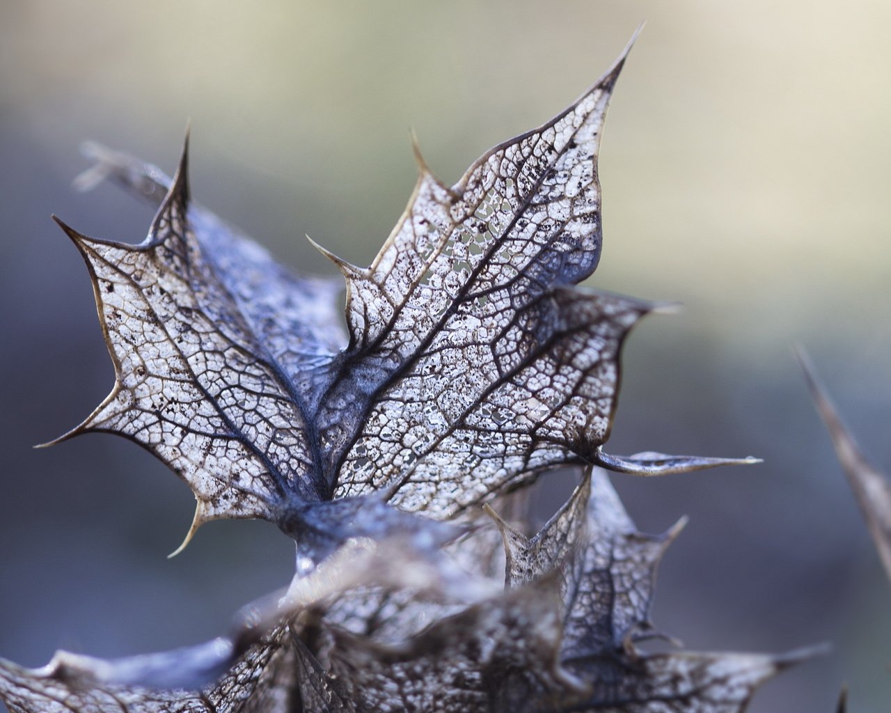 Обои свет, листья, макро, light, leaves, macro разрешение 2560x1600 Загрузить