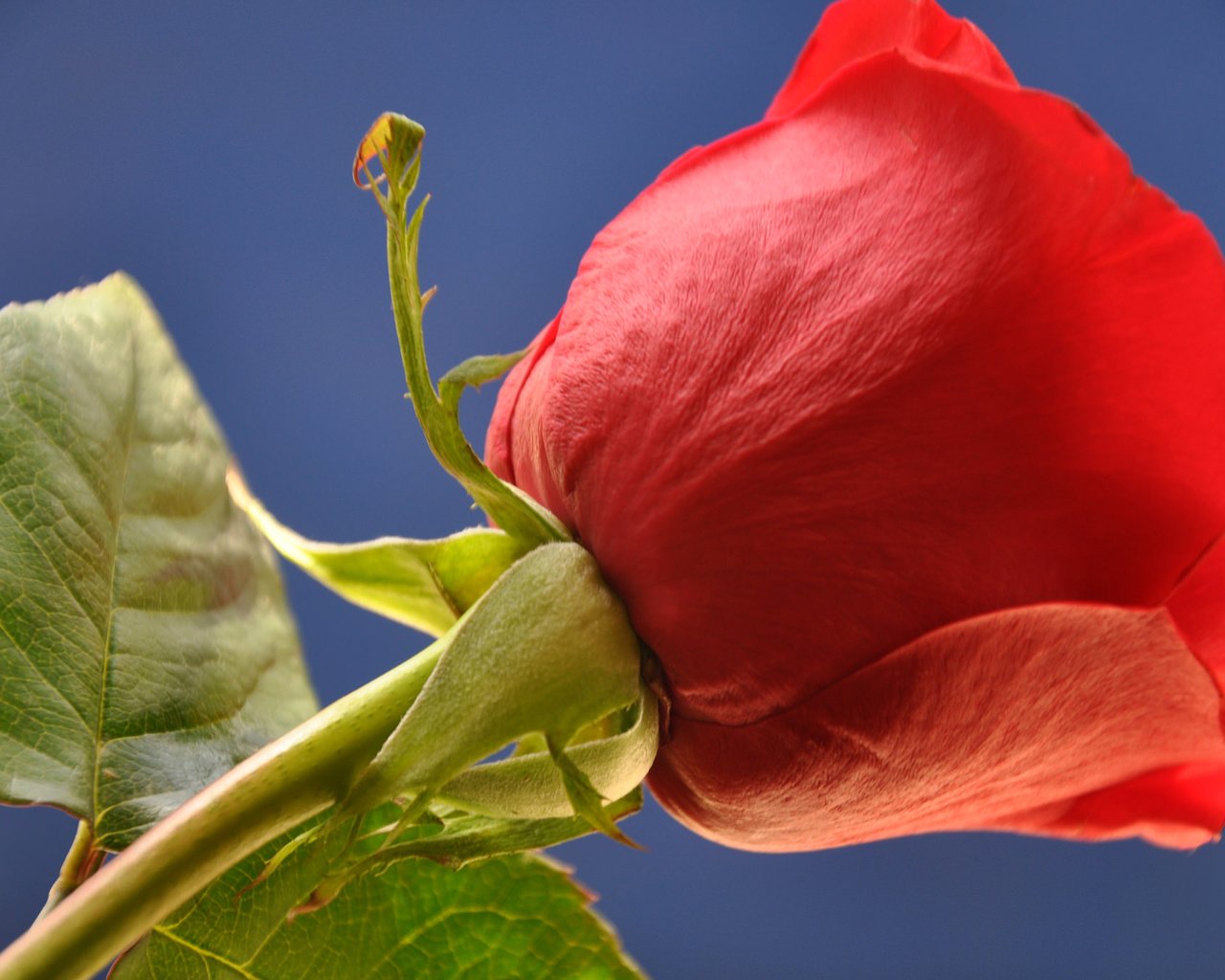 Обои небо, листья, макро, цветок, роза, лепестки, бутон, стебель, the sky, leaves, macro, flower, rose, petals, bud, stem разрешение 2048x1360 Загрузить