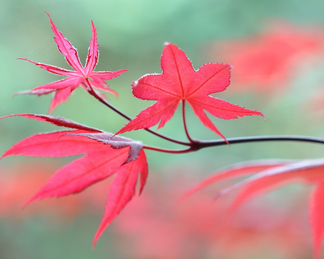 Обои ветка, природа, листья, макро, осень, размытость, branch, nature, leaves, macro, autumn, blur разрешение 2048x1360 Загрузить