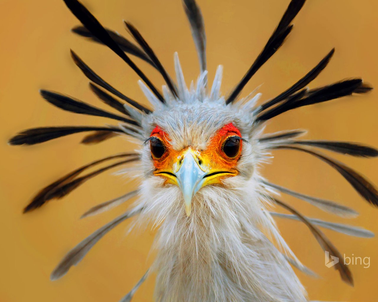 Обои глаза, птица, клюв, перья, птица-секретарь, eyes, bird, beak, feathers, secretary bird разрешение 1920x1200 Загрузить