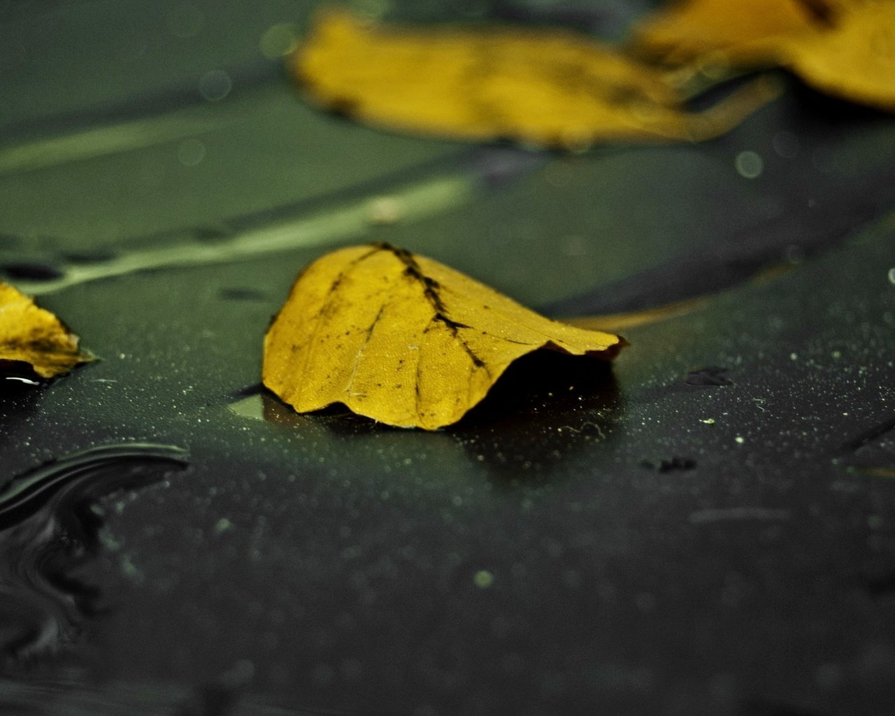 Обои вода, листья, макро, капли, осень, water, leaves, macro, drops, autumn разрешение 2560x1440 Загрузить