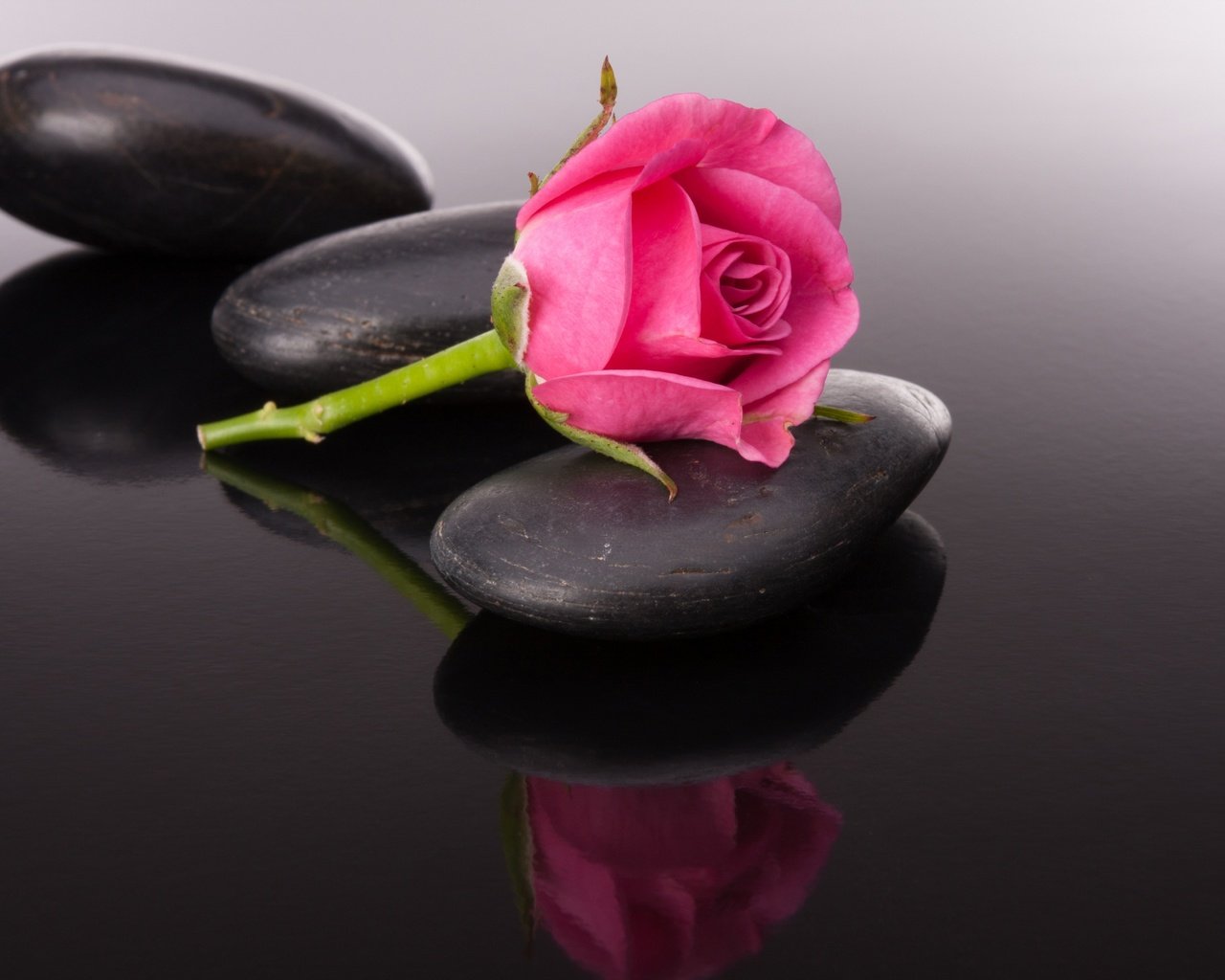 Обои камни, отражение, цветок, роза, бутон, черный фон, камени, stones, reflection, flower, rose, bud, black background, kameni разрешение 5000x3333 Загрузить