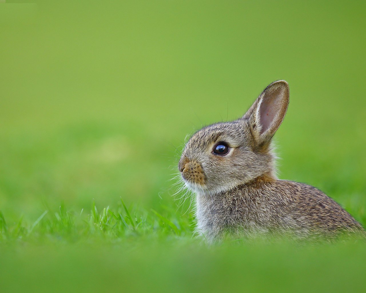 Обои трава, кролик, заяц, grass, rabbit, hare разрешение 1920x1200 Загрузить