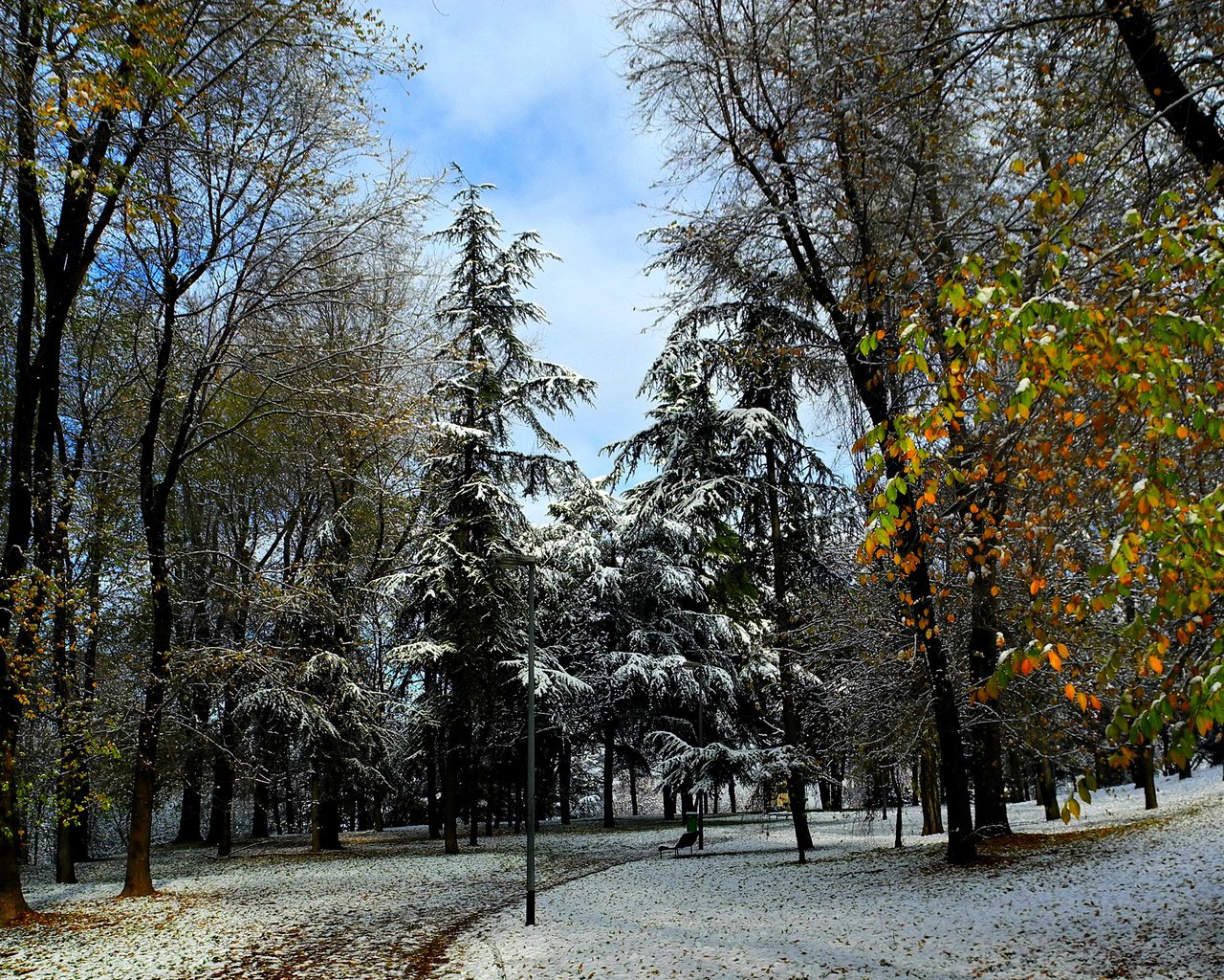 Обои деревья, природа, зима, фото, парк, trees, nature, winter, photo, park разрешение 2650x1700 Загрузить