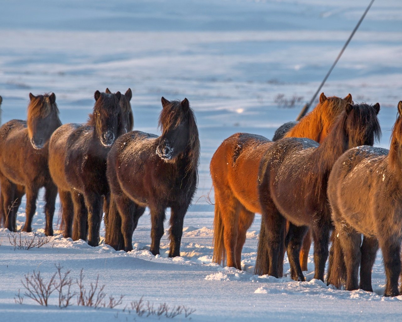 Обои снег, зима, лошади, кони, исландия, snow, winter, horse, horses, iceland разрешение 3840x2160 Загрузить