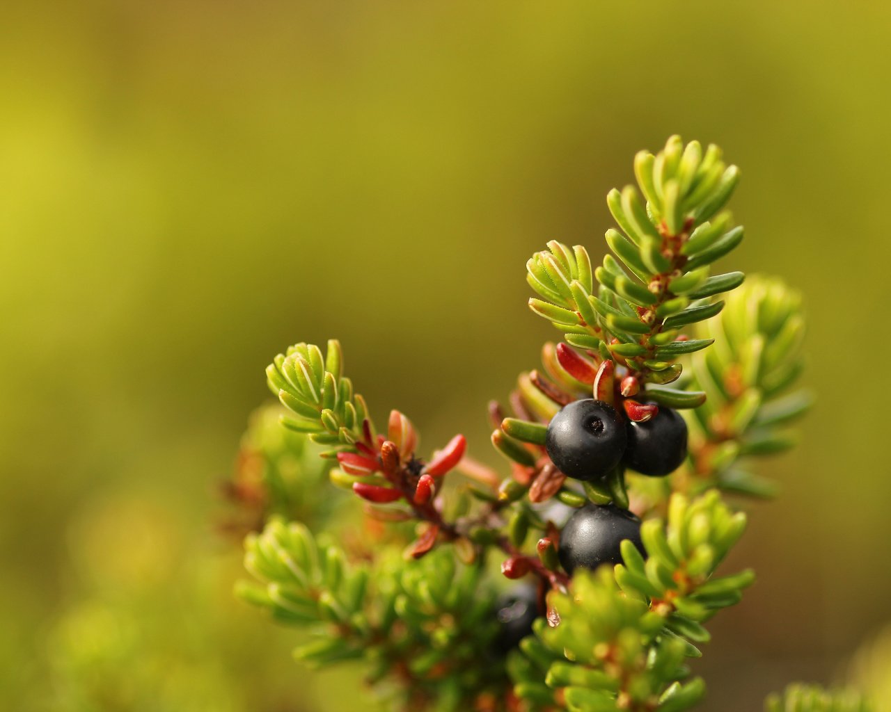 Обои хвоя, макро, ягоды, плоды, боке, сrowberry, needles, macro, berries, fruit, bokeh разрешение 5184x3456 Загрузить