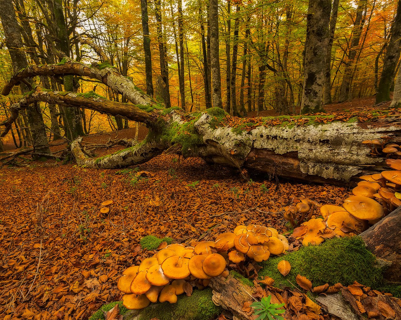 Обои деревья, лес, осень, грибы, мох, испания, urabain, страна басков, trees, forest, autumn, mushrooms, moss, spain, basque country разрешение 1920x1280 Загрузить