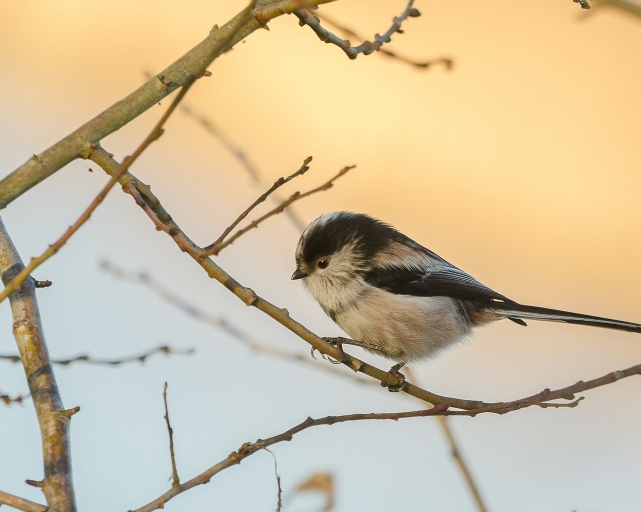 Обои ветка, природа, птица, синица, branch, nature, bird, tit разрешение 3672x2039 Загрузить