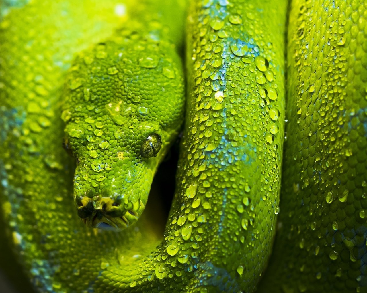 Обои зелёный, змея, чешуя, голова, green, snake, scales, head разрешение 2048x1518 Загрузить