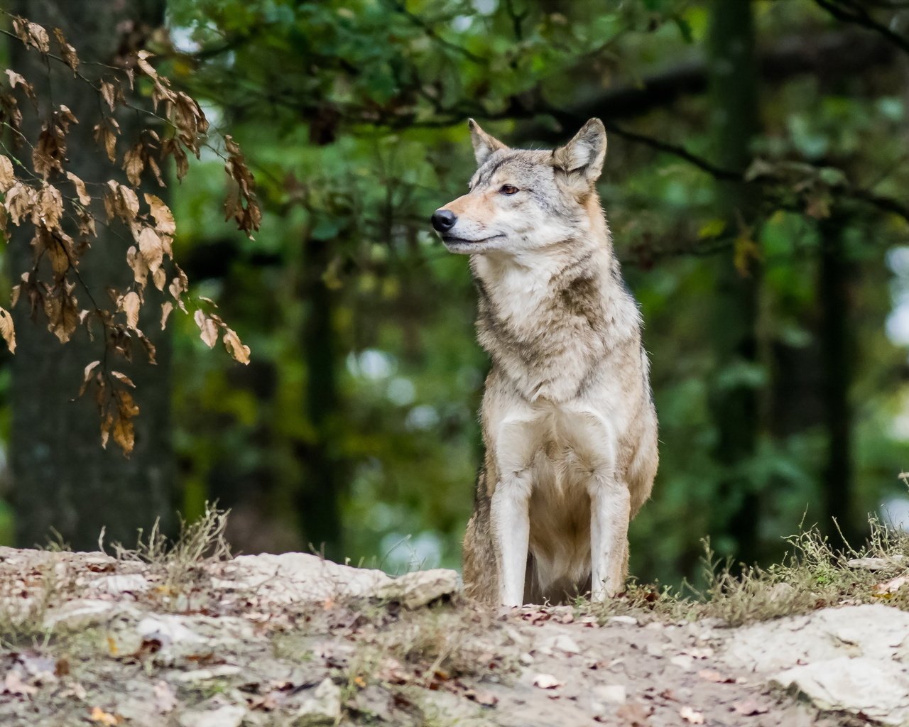 Обои природа, лес, волк, nature, forest, wolf разрешение 2190x1369 Загрузить