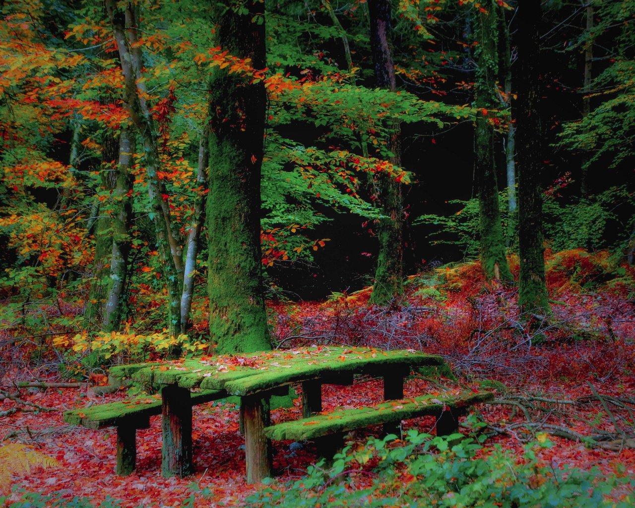 Обои лес, осень, скамья, forest, autumn, bench разрешение 2560x1707 Загрузить