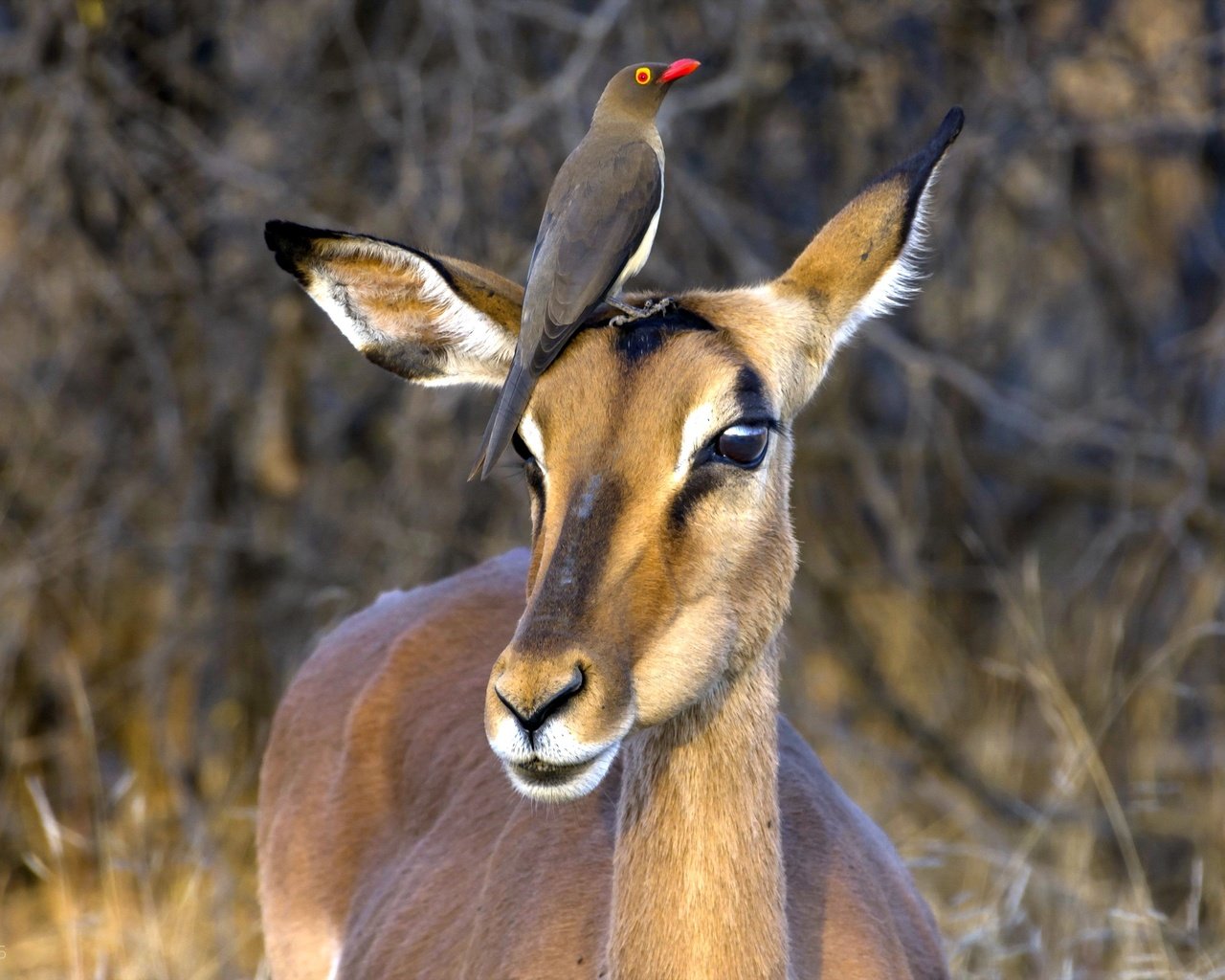 Обои юар, антилопа, национальный парк крюгера, импала, red-billed oxpecker, чёрнопятая антилопа, south africa, antelope, kruger national park, impala разрешение 2560x1600 Загрузить