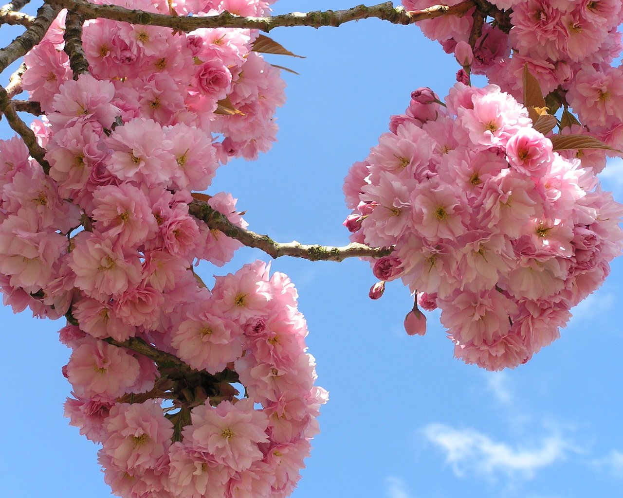 Обои небо, цветы, ветки, сакура, флора, the sky, flowers, branches, sakura, flora разрешение 2288x1712 Загрузить