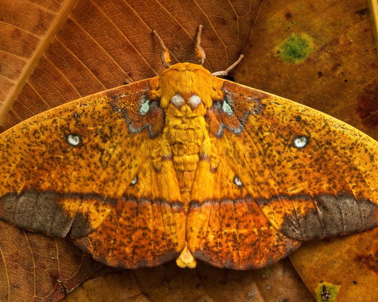 Обои листья, бабочка, крылья, saturniid moth, yasuni national park, эквадор, leaves, butterfly, wings, ecuador разрешение 1920x1200 Загрузить