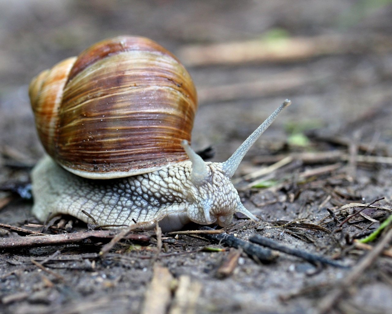 Обои макро, улитка, рожки, раковина, брюхоногие моллюски, macro, snail, horns, sink, gastropods разрешение 2880x1920 Загрузить