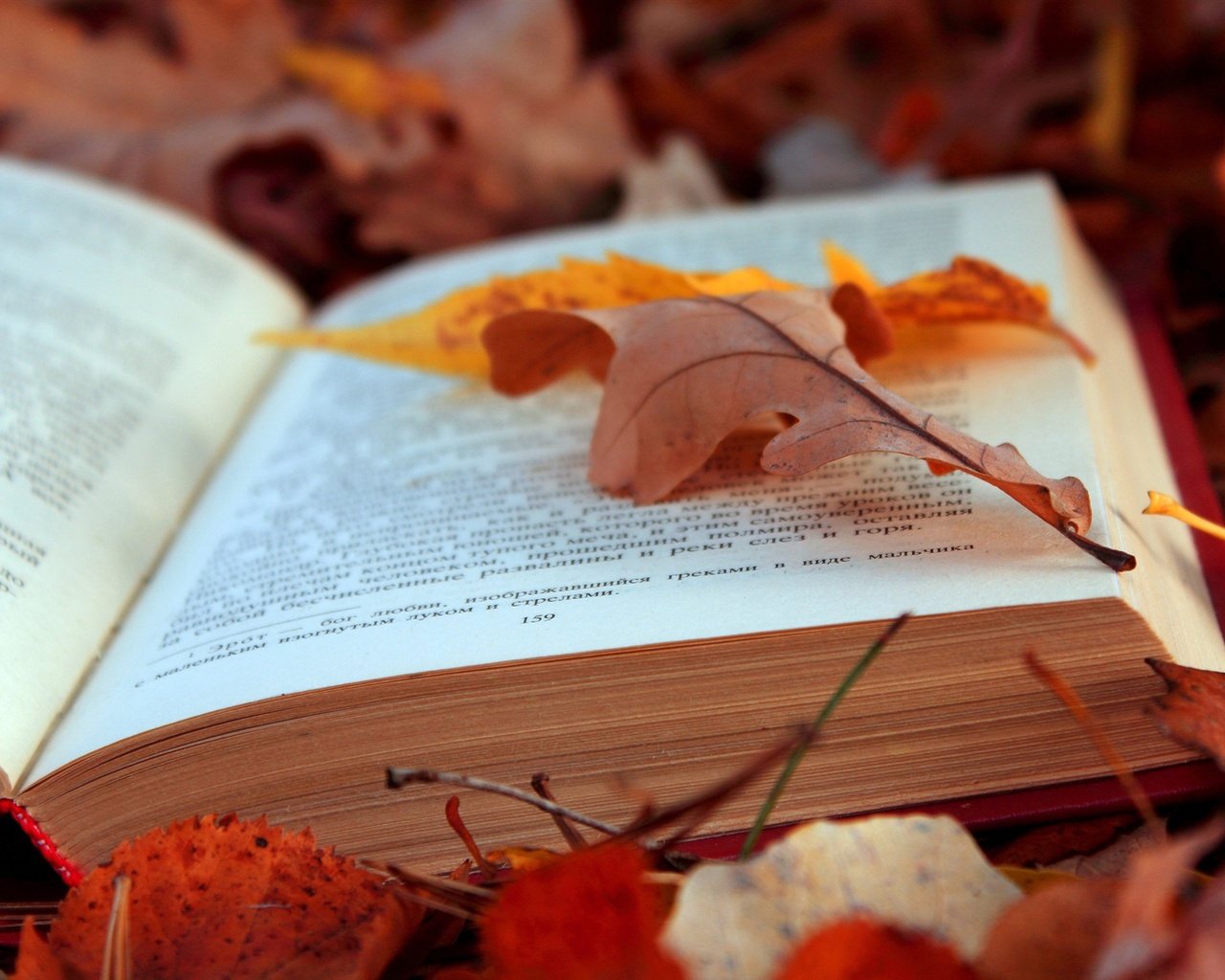 Обои листья, осень, текст, книга, страницы, leaves, autumn, text, book, page разрешение 4608x3072 Загрузить